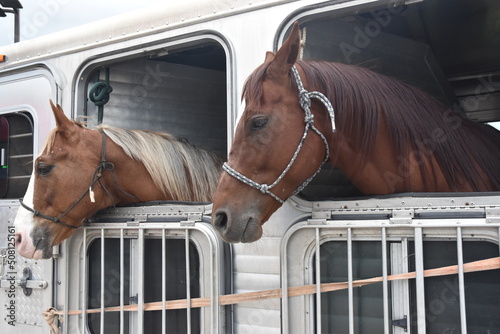 Horses on a tailer