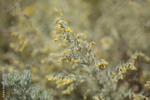 Flora of Gran Canaria - Artemisia thuscula, locally called Incense due to its highly aromatic properties, natural macro floral background 