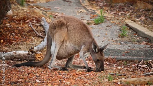 Young Kangaroo eating in the forest - Glen forest, Perth WA, Australia