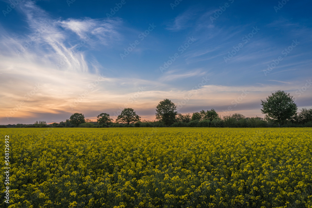 Obraz premium field of rapeseed