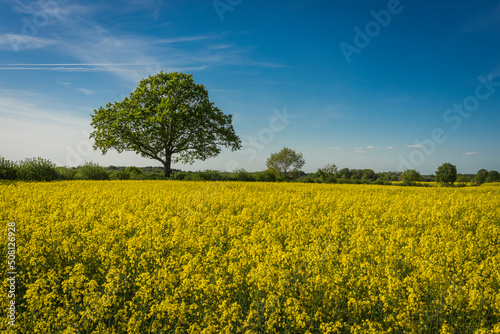 view over a springtime rapeseed field