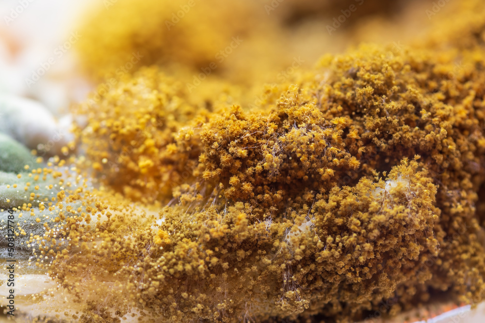 Yellow fungus close-up macro. Moldy fungus on food. Fluffy spores mold as a background or texture. Yellow fungus close-up macro. Moldy fungus on food. Fluffy spores mold as a background or texture.
