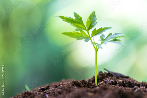 seedlings growing fertile soil.Young plants growing seed step nature
