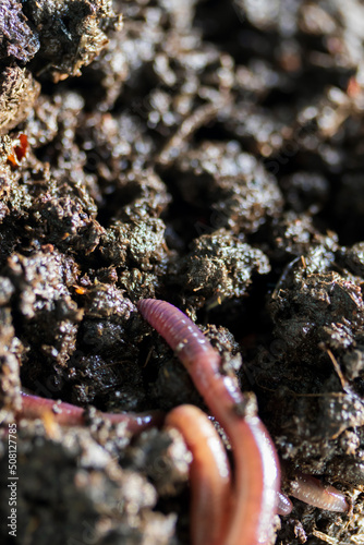 Greenhouse macro black earthworm.Eisenia fetida garden compost and plant waste recycling worms as fertile soil amendments and fertilizers.
