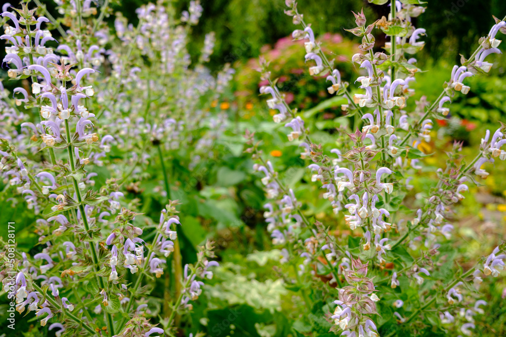 clary sage plant in garden in summer clary sage plant in garden in summer