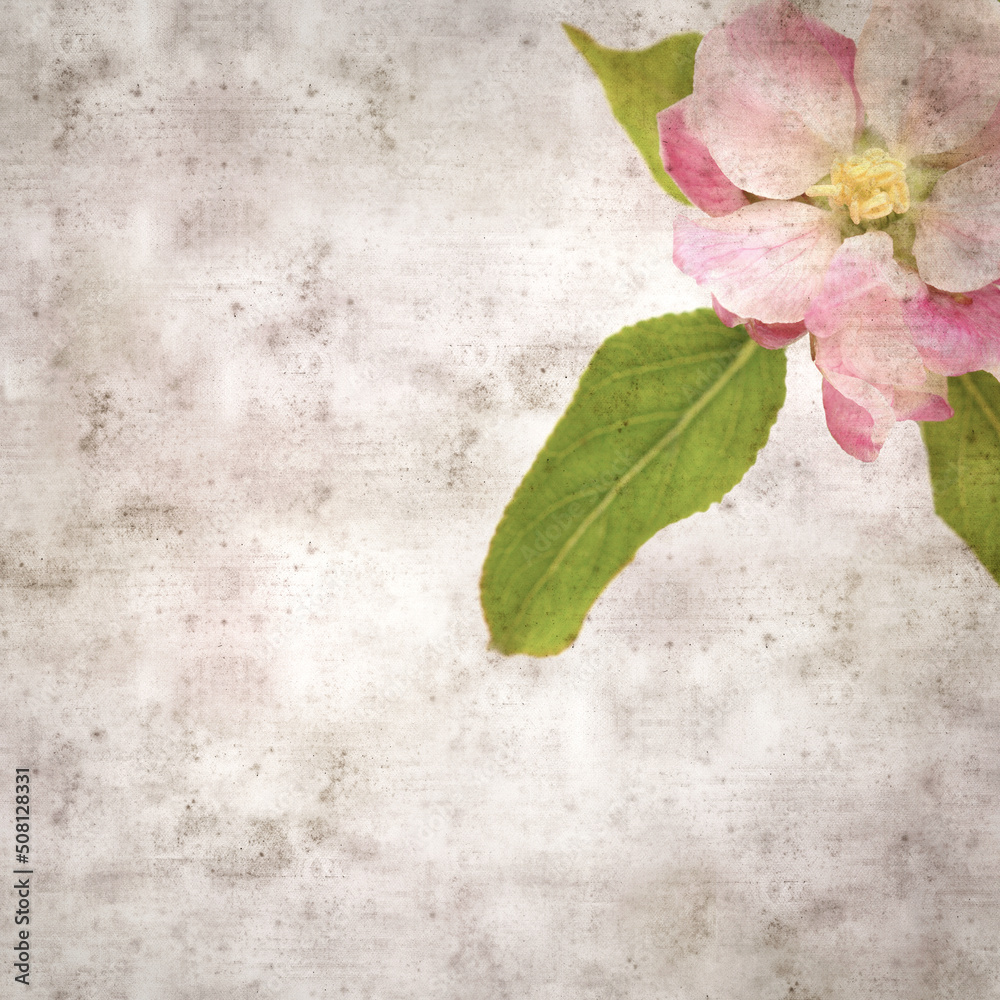Fototapeta premium square stylish old textured paper background with apple blossoms