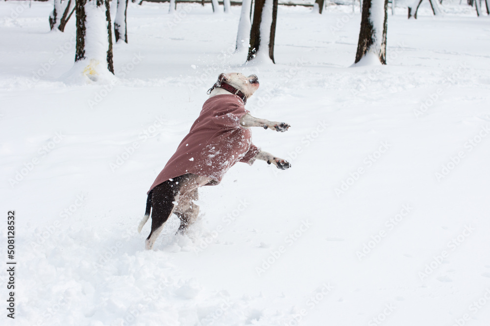 a black and white dog in a sweatshirt is playing in the snow. Winter walk