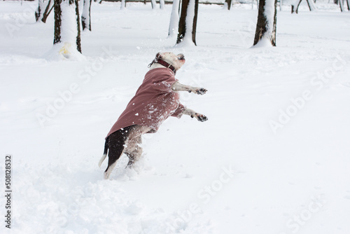 Fototapeta Naklejka Na Ścianę i Meble -  a black and white dog in a sweatshirt is playing in the snow. Winter walk