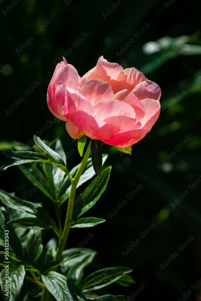 peonies in the garden, summer time