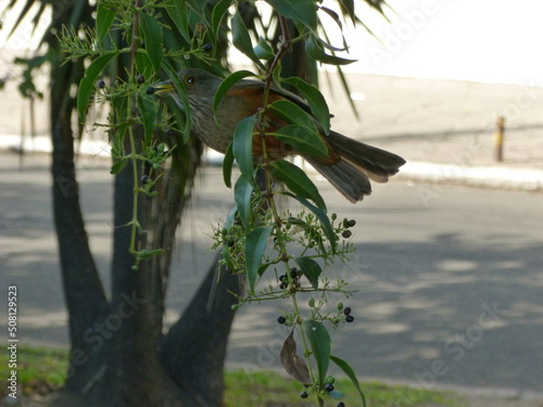Turdus rufiventris bird eating from a tree photo