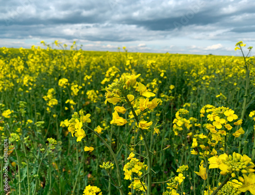 Close up bright yellow Rapeseed flowers. Canola flower field. Blurred background. 