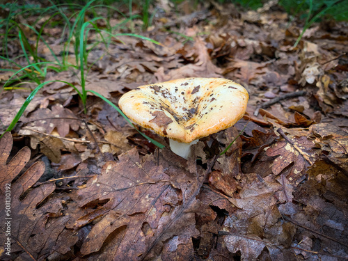 Close up Russulaceae mushroom in the autumn forest among dry leaves. photo