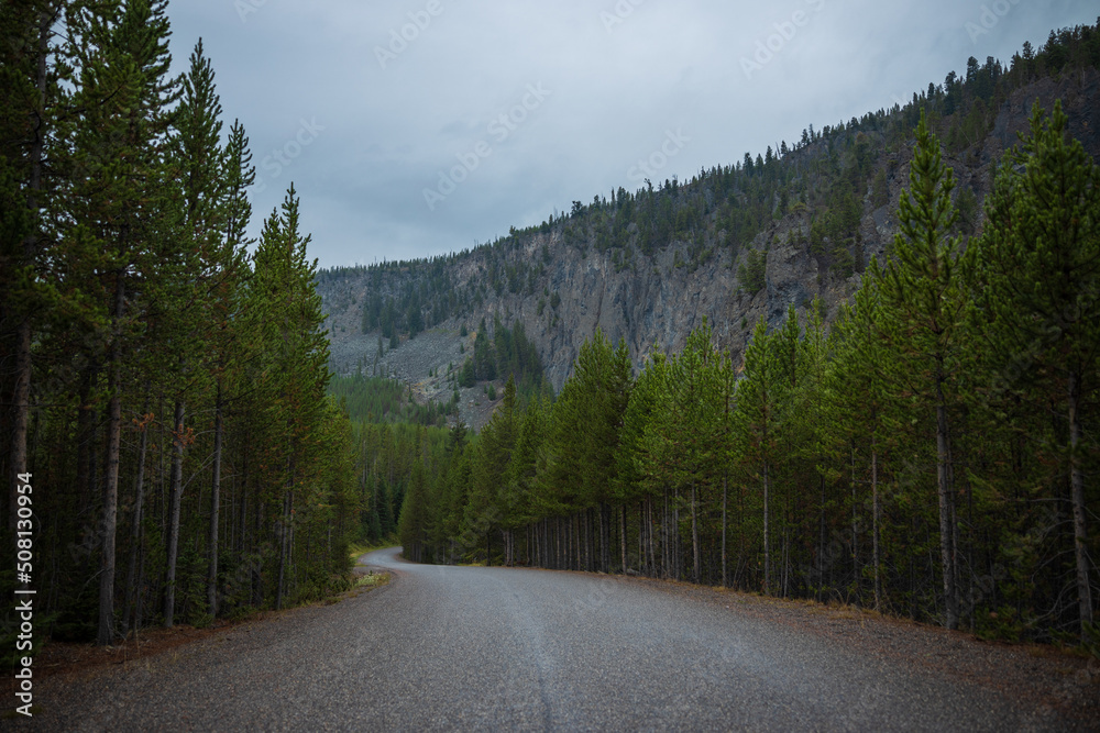road through the forest in Yellowstone road through the forest in Yellowstone