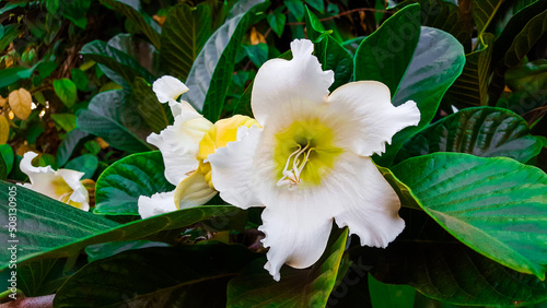 Unknown white flower in the garden