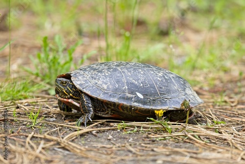 Painted turtle walking on the ground.
