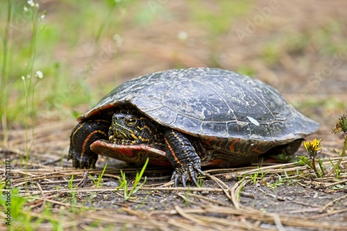 Painted turtle standing on the ground.