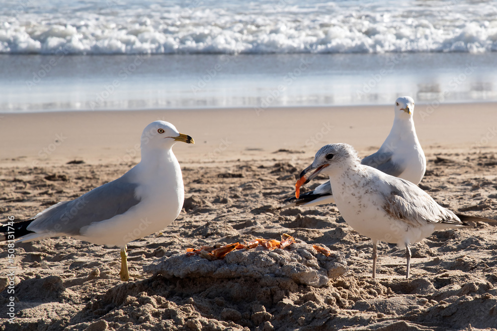 Fototapeta premium gaviotas comiendo 