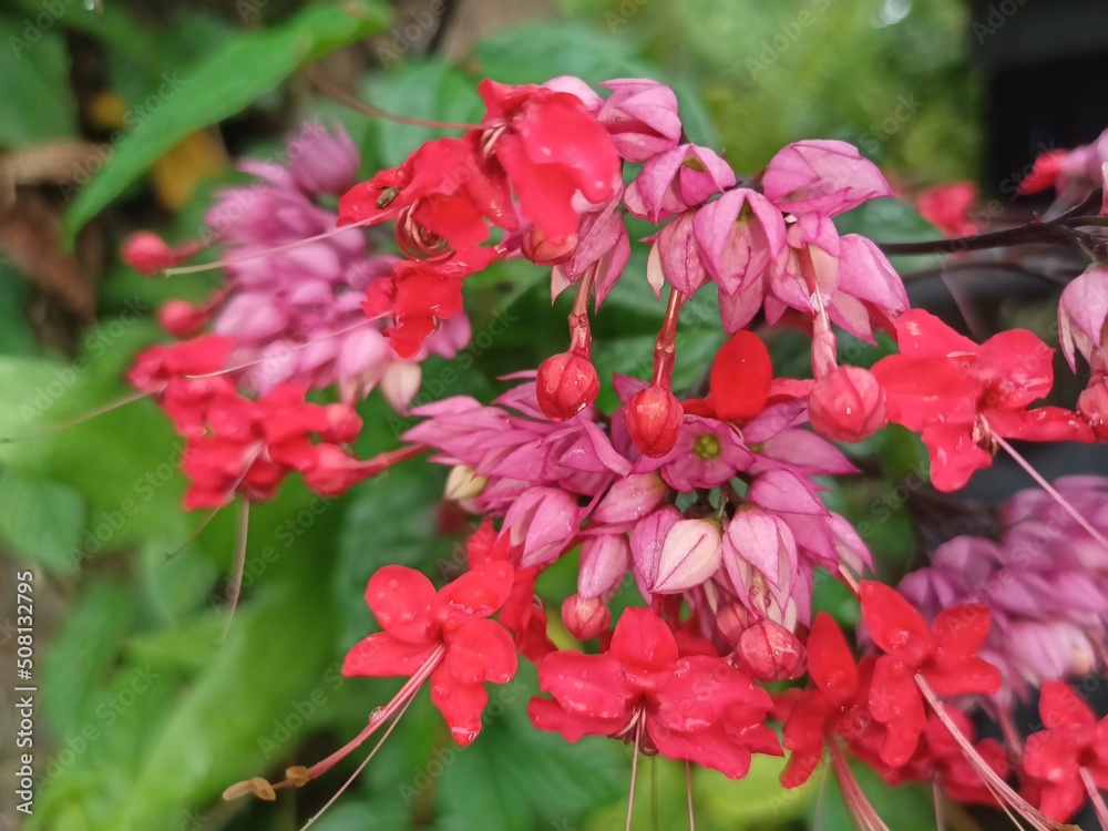 Clerodendrum splendens, the glory tree or flaming glorybower, is a species of flowering plant in the genus Clerodendrum of the family Lamiaceae Clerodendrum splendens, the glory tree or flaming glorybower, is a species of flowering plant in the genus Clerodendrum of the family Lamiaceae