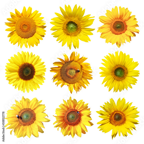 Sonnenblumen auf weissem Hintergrund