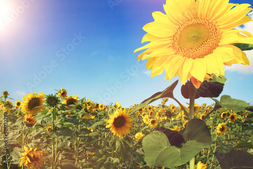 Wunderschöne Sonnenblumen