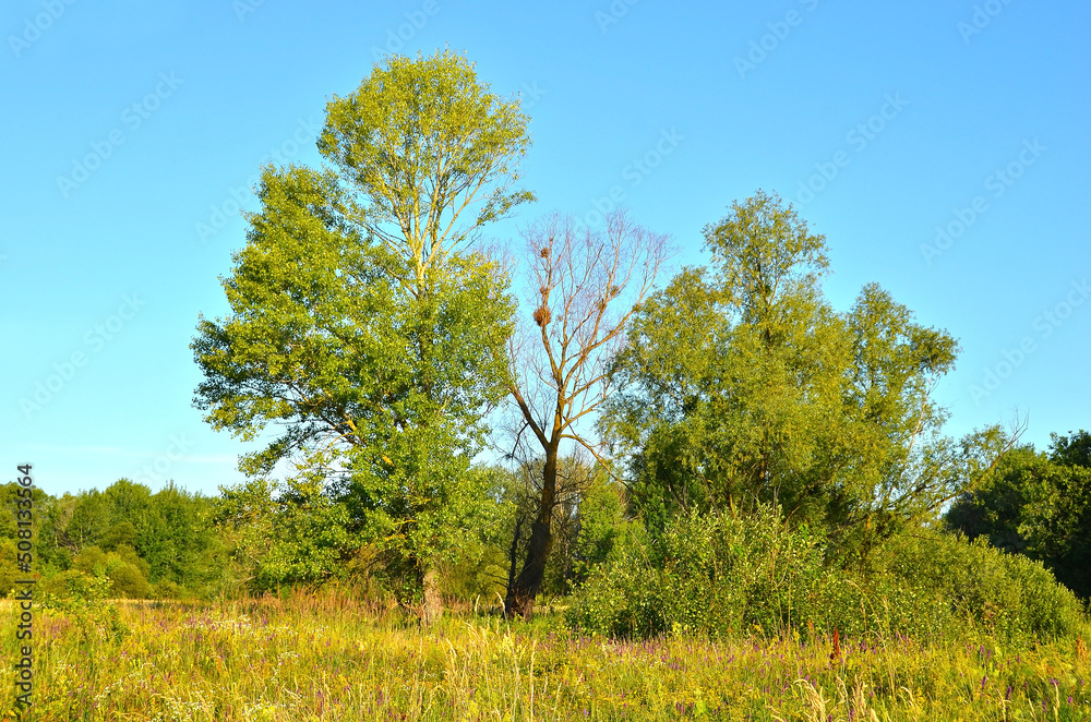 Old poplar tree Old poplar tree