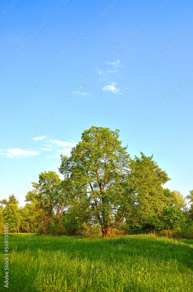 Old poplar tree