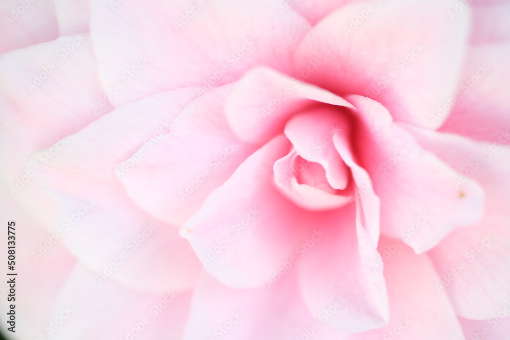 Blurred pastel pink background Valentine petals Abstract Pink Background. Close up view on a pink petals of the viola flower as background.
