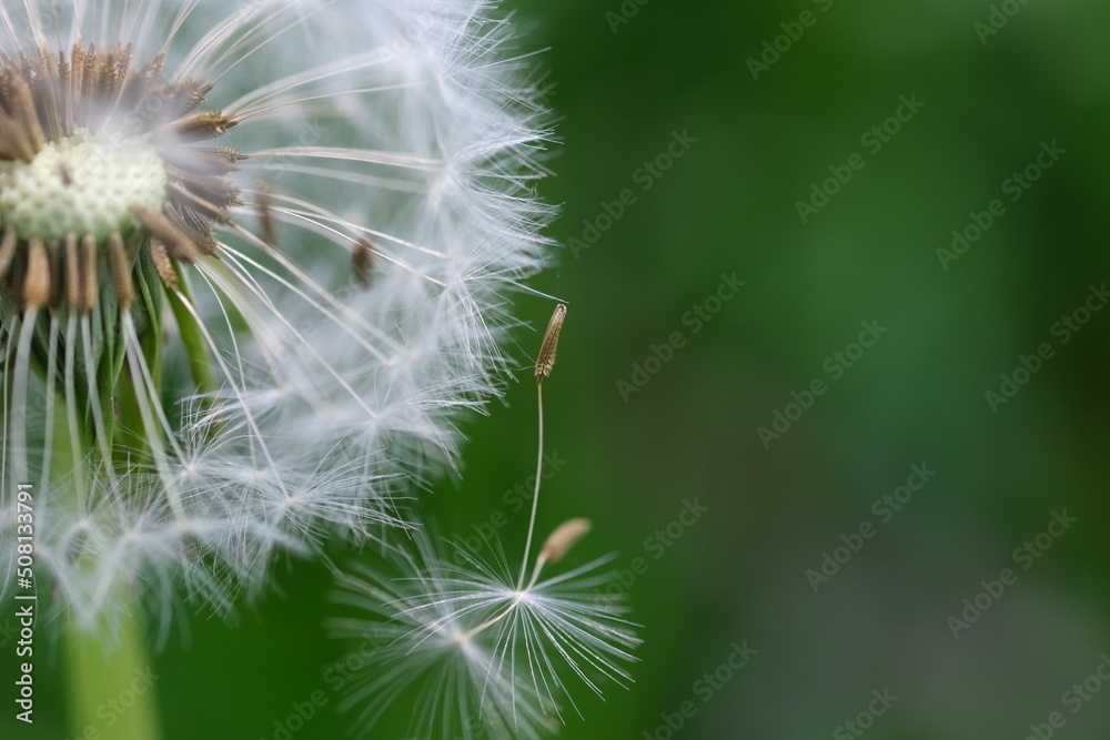 Fototapeta premium Close up macro image of dandelion seed heads with delicate lace-like patterns. Detail shot of closed bud of a dandelion in green grass.
