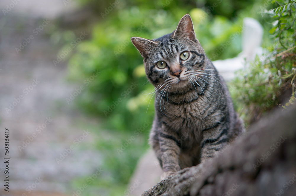 Naklejka premium Stray cat living in Onomichi, Japan 