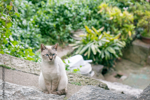 Photography Stray cat living in Onomichi, Japan