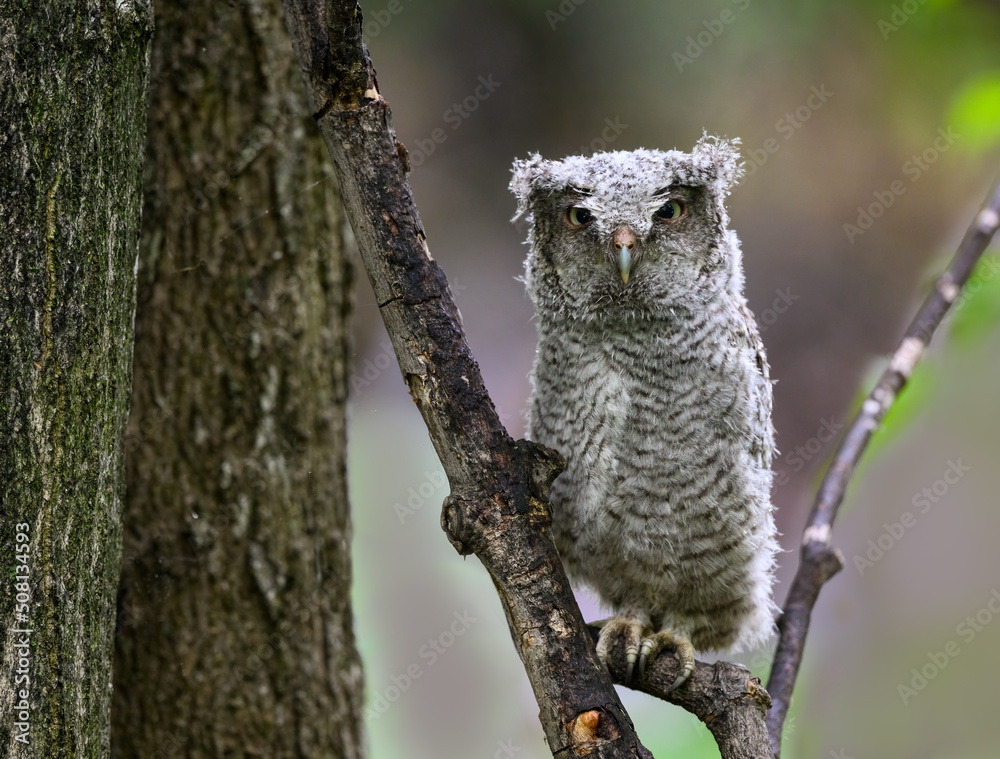 Eastern Screech Owl owlet fledgling sitting on a stick on rainy morning in spring on green background Eastern Screech Owl owlet fledgling sitting on a stick on rainy morning in spring on green background