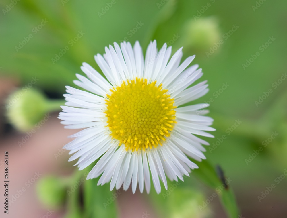 Fototapeta premium ヒメジョオンの花を正面からアップ