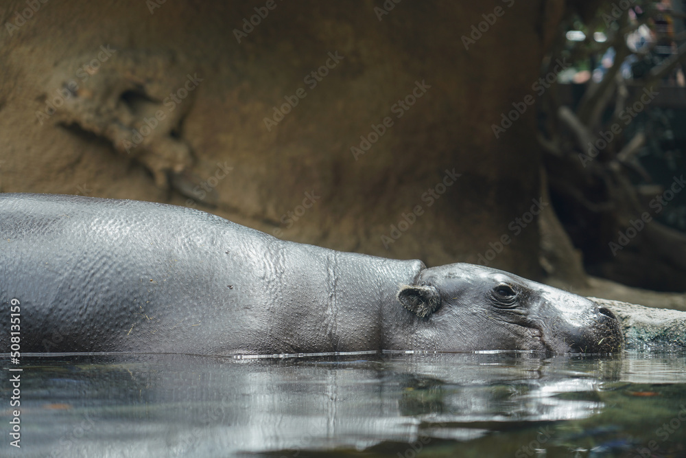 Fototapeta premium Pygmy Hippo