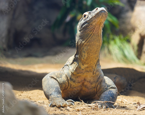 Komodo Dragon Posing