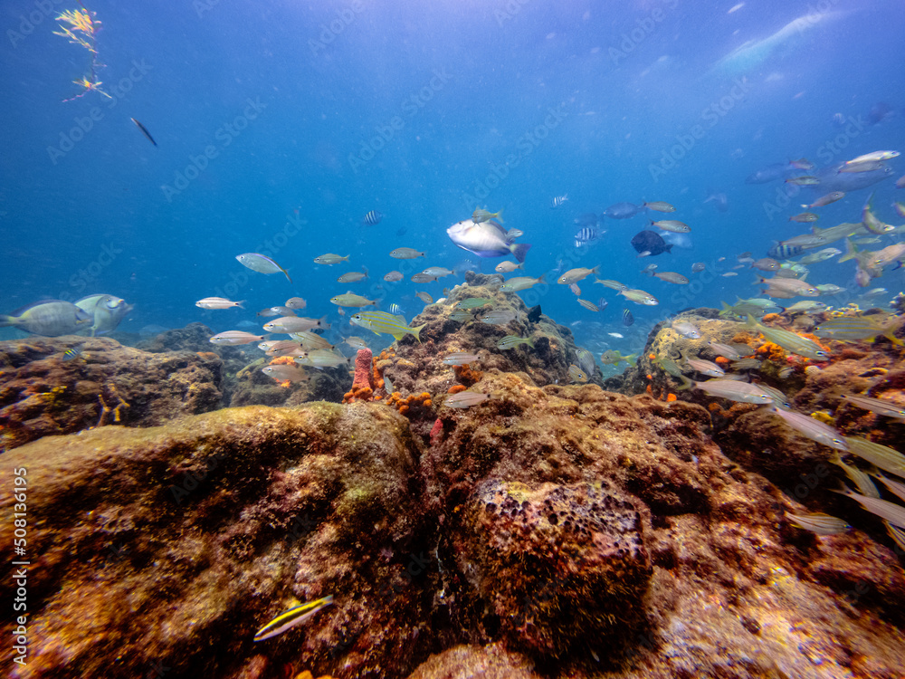 underwater view of coral reef with sea life and school of fish