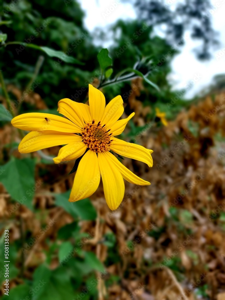 yellow flower in the garden yellow flower in the garden