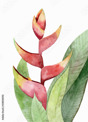 Heliconia flower or lobster claw, parrot beak, watercolor illustration on white background, print for posters, home decor and other designs