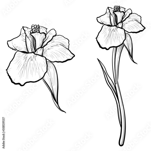Iris flowers isolated on white background. Vector illustration.