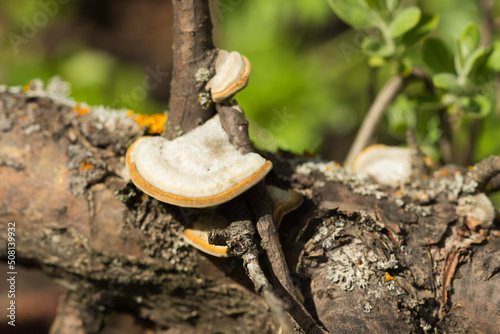 The hairy bracket (lat. Trametes hirsuta), of the family Polyporaceae. Central Russia.