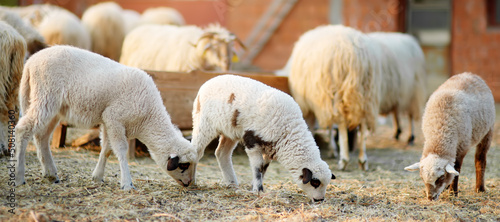 Small lambs on background of sheeps in corral on the farm. Bio organic healthy food and wool production. Growing livestock is a traditional direction of agriculture. Animal husbandry.