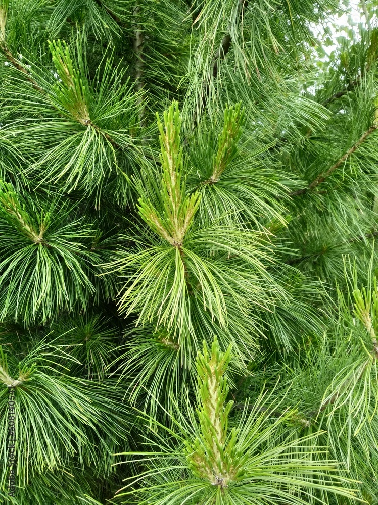 I see it still smells like pine needles around here.