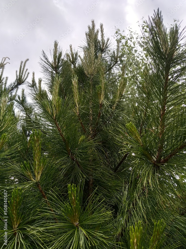 I see it still smells like pine needles around here.