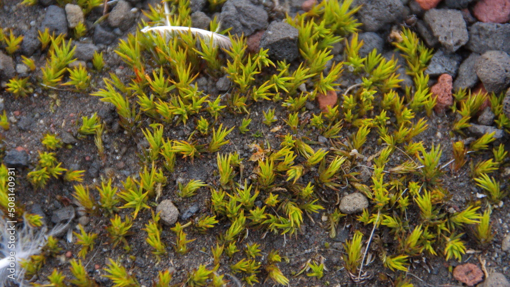 Feather in a patch of lichen at Whaler's Bay, Deception Island, Antarctica