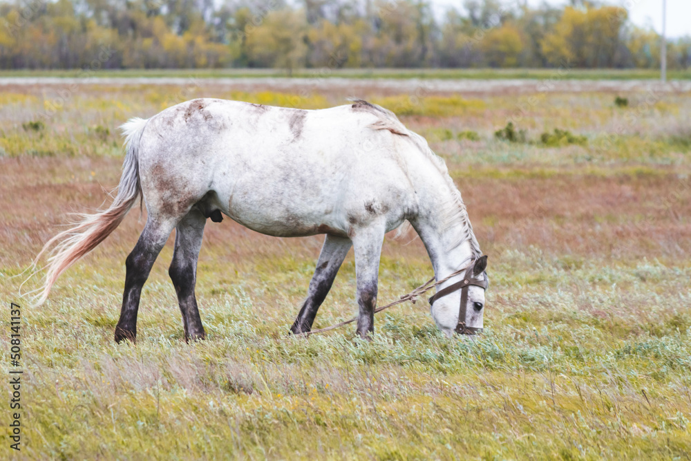 Horse in the field. A beautiful horse grazes in the field. Horse in the field. A beautiful horse grazes in the field.