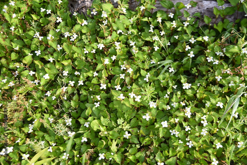 Fish mint flowers. Saururaceae perennial plants. It grows in the shade of wetlands and gives off a peculiar odor. The flowering season is from May to August. Ingredients and medicinal. Fish mint flowers. Saururaceae perennial plants. It grows in the shade of wetlands and gives off a peculiar odor. The flowering season is from May to August. Ingredients and medicinal.