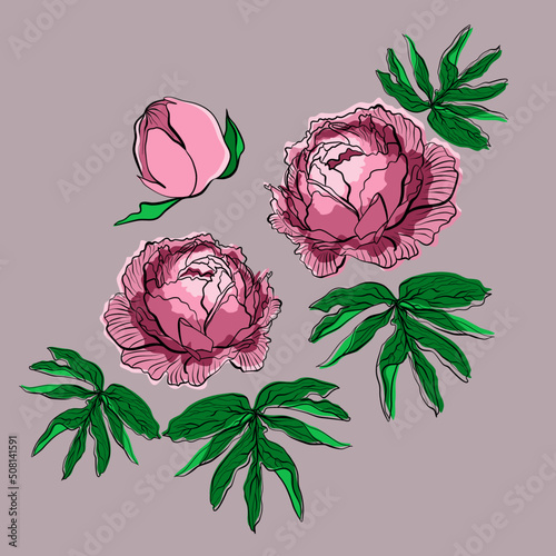 Vector illustration with pink flowers and buds of peonies in flat technique on a grey background 