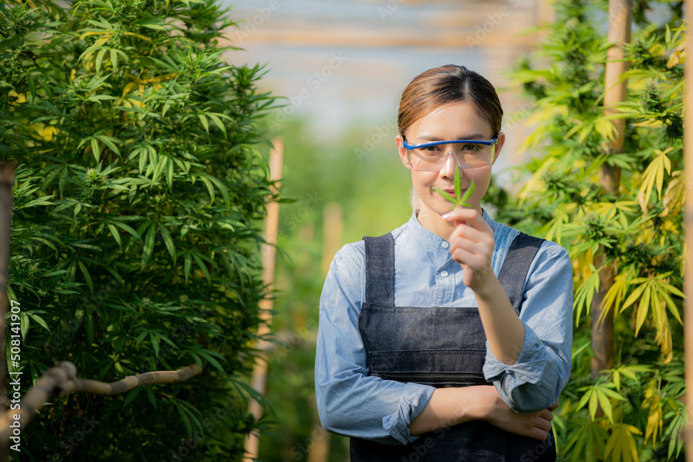 Portrait of a professional farmer working in a hemp field. They are checking the plants. Alternative medicine and the concept of cannabis Portrait of a professional farmer working in a hemp field. They are checking the plants. Alternative medicine and the concept of cannabis