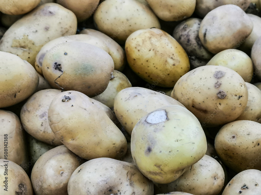 A bunch of raw potatoes. For background purpose. A bunch of raw potatoes. For background purpose.