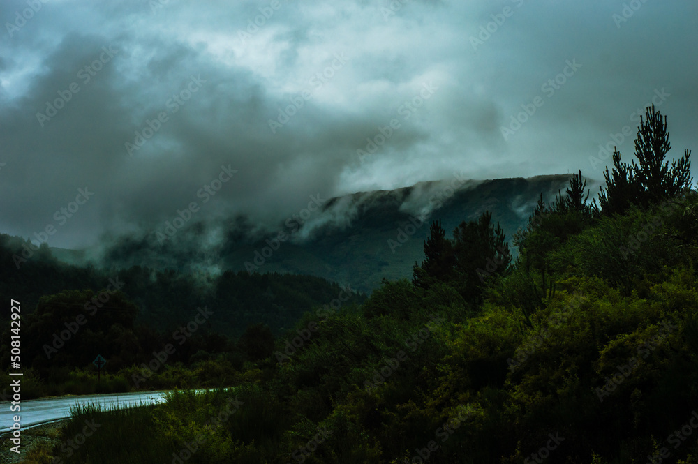 Thick forest with mist evaporating through the trees