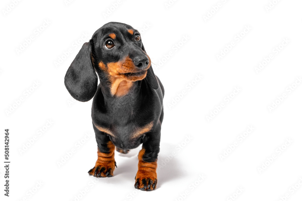 Adorable dachshund puppy stands and looks expectantly at someone isolated on white background, front view. Lovely pet came to the owner to beg, biting its lip